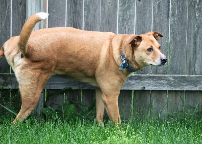 How Long Can Dogs Hold Their Pee? Tips for Pet Owners