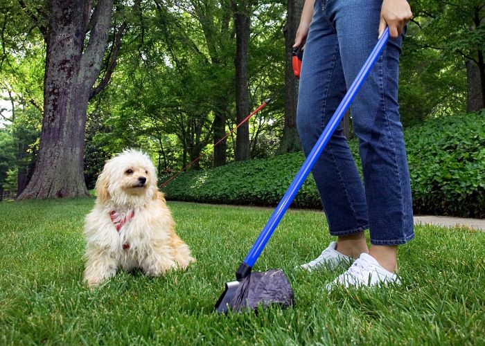 How a Pooper Scooper Can Keep Your Yard Waste-Free