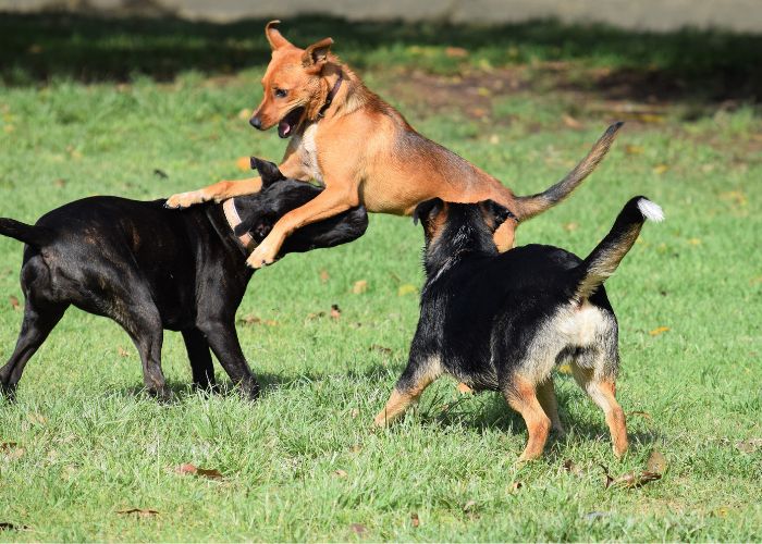 5 Tips for Efficient Pooper Scooping: A Cleaner Yard in Less Time
