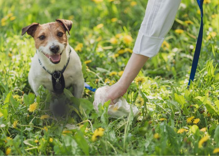 How to Clean and Disinfect Your Dog Poop Scooper Properly