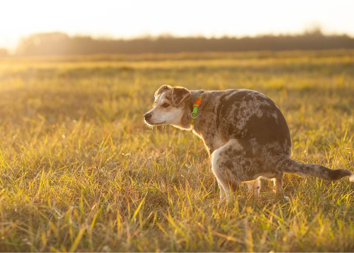How to Maintain a Fresh, Odor-Free Backyard as a Dog Owner