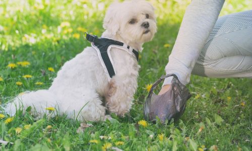 What Dissolves Dog Poop in the Yard and Keeps Grass Healthy