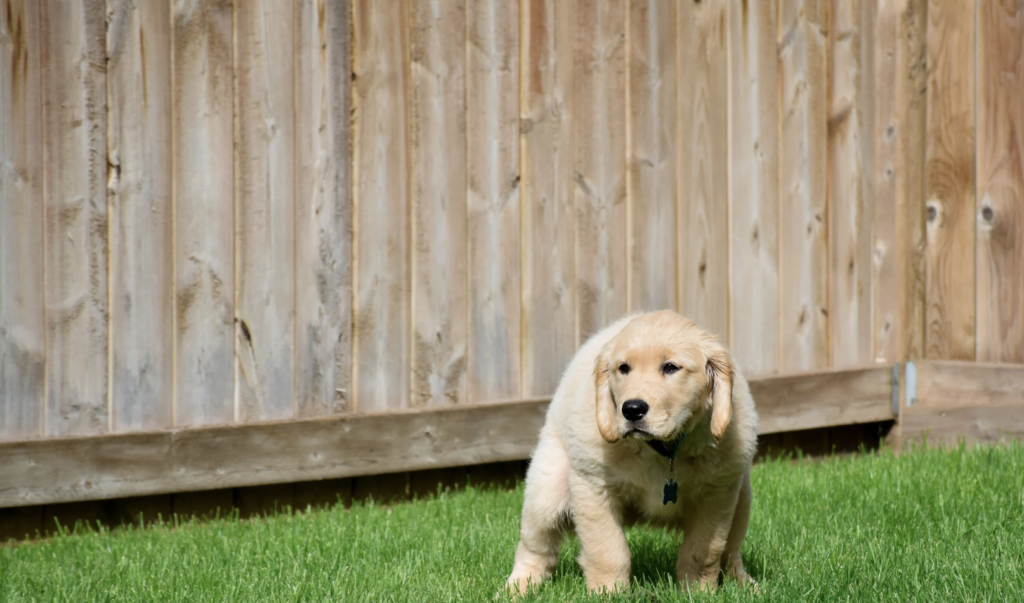 What Are Some Innovative Technologies for Pet Waste Management?