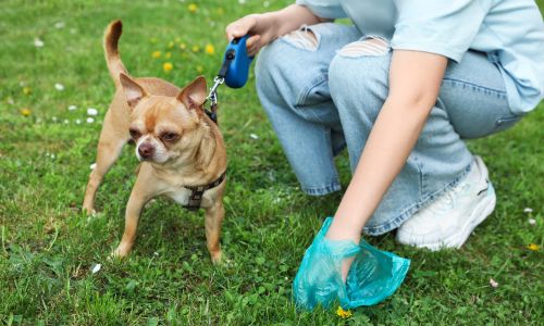 Which Is the Best Pooper Scooper Near Me for Dog Waste Removal?