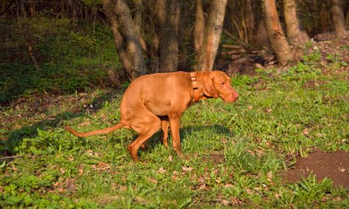 Dog Poop Removal Service: Stress-Free Yard Cleaning Solutions
