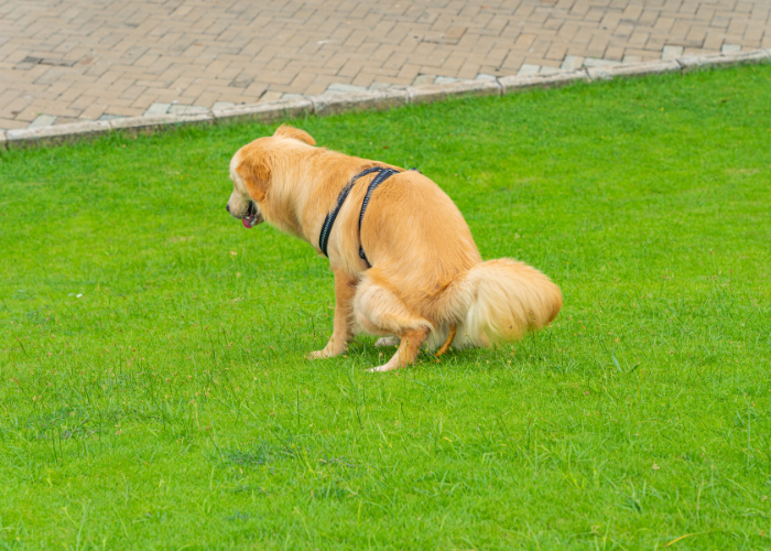 How to Get Rid of Dog Poop Smell in Your Yard (Effective, Safe Methods)