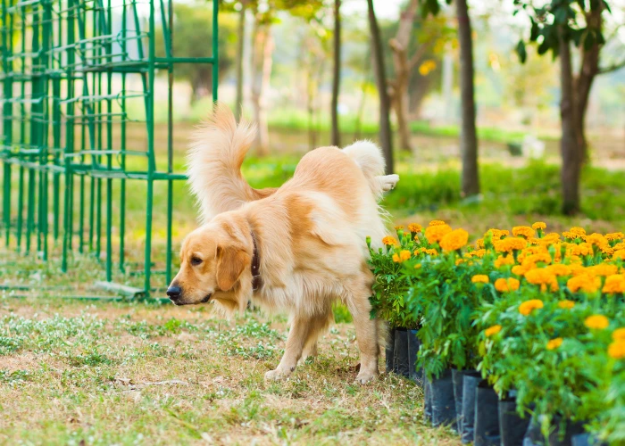 How to Get Rid of Dog Poop Smell in Yard: Complete Guide for Franklin Homeowners