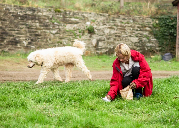 Residential Dog Poop Removal: Why It Matters for a Clean, Safe, and Healthy Yard