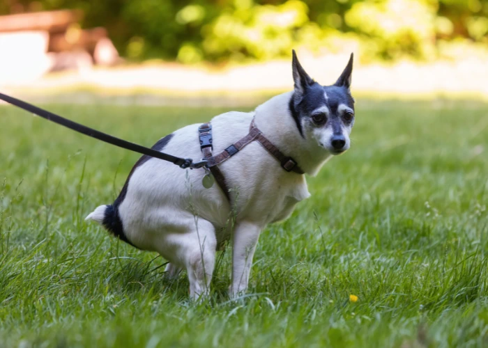 What Are the Best Methods for Yard Poop Cleanup?
