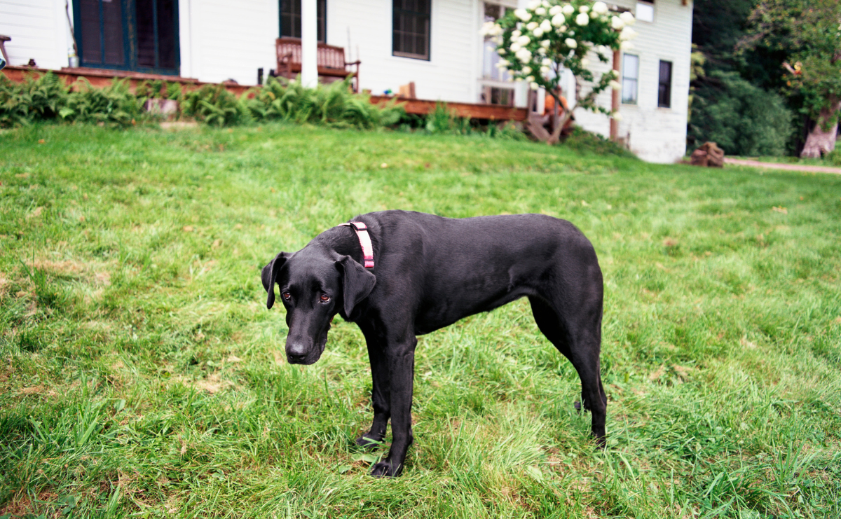 black dog playing in the yard