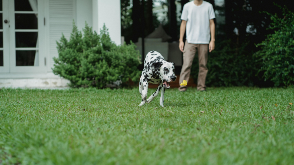 Best Pooper Scooper Service in Franklin, TN: What to Expect