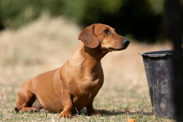 Dog Waste Myths Debunked: What Every Pet Owner Should Know