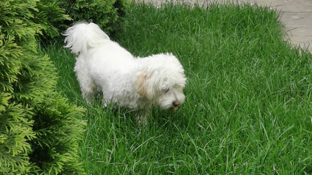 Dog Waste Removal in Spring Hill, TN: 5 Reasons Your Yard Needs Professional Cleanup