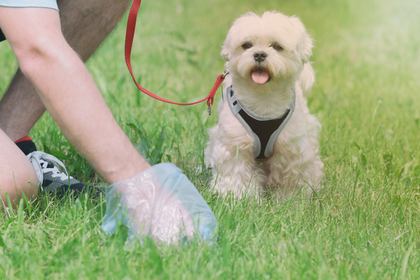 Guide On How to Prevent Dog Pee From Killing Your Grass