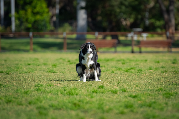 Spring Dog Poop Cleanup: Why Winter Buildup Is Worse Than You Think