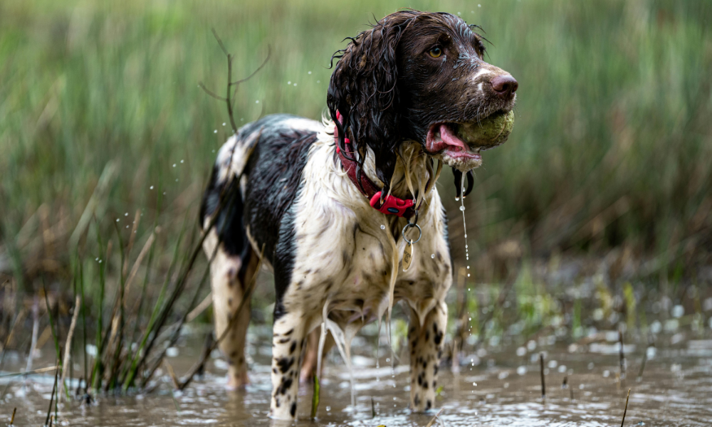 dog playing in the water river